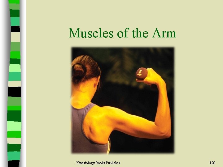 Muscles of the Arm Kinesiology Books Publisher 120 