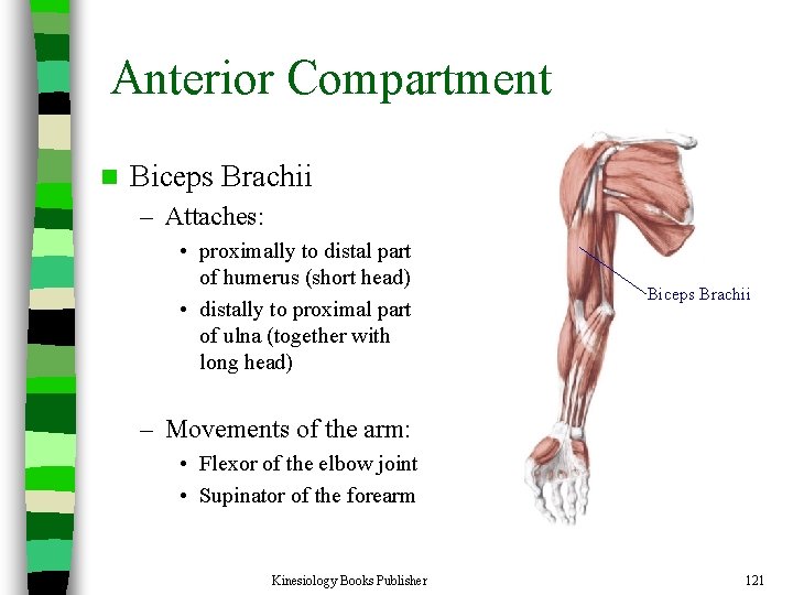 Anterior Compartment n Biceps Brachii – Attaches: • proximally to distal part of humerus