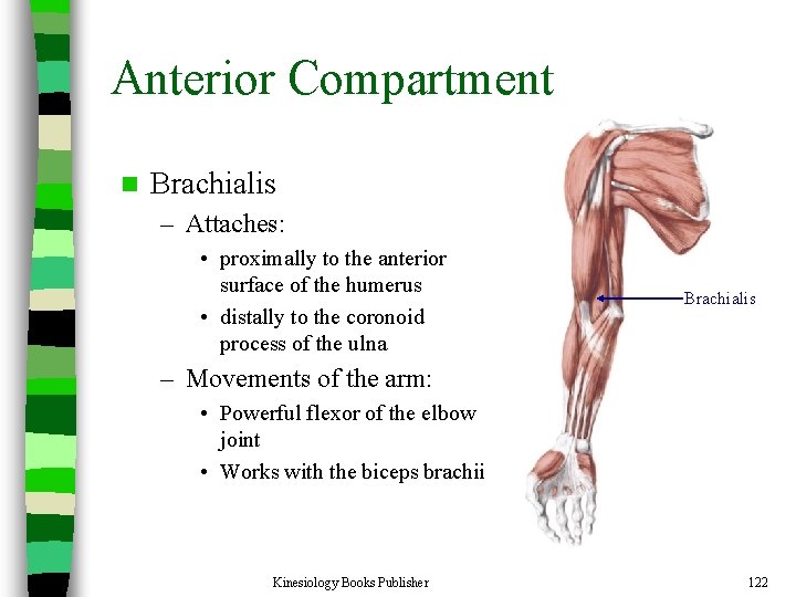Anterior Compartment n Brachialis – Attaches: • proximally to the anterior surface of the