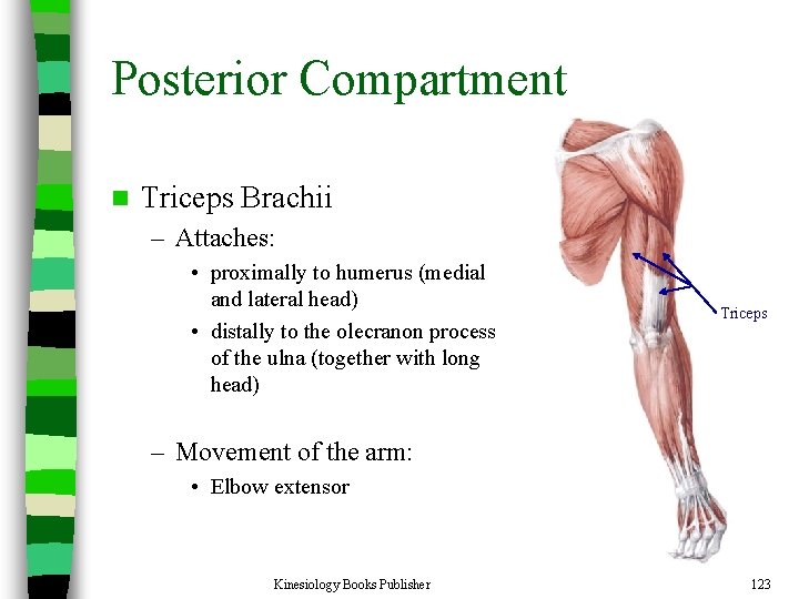Posterior Compartment n Triceps Brachii – Attaches: • proximally to humerus (medial and lateral