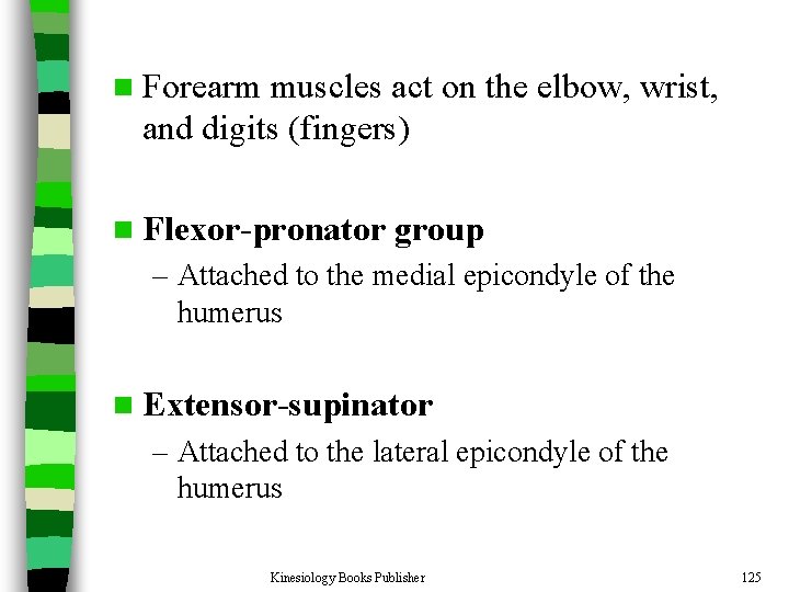 n Forearm muscles act on the elbow, wrist, and digits (fingers) n Flexor-pronator group