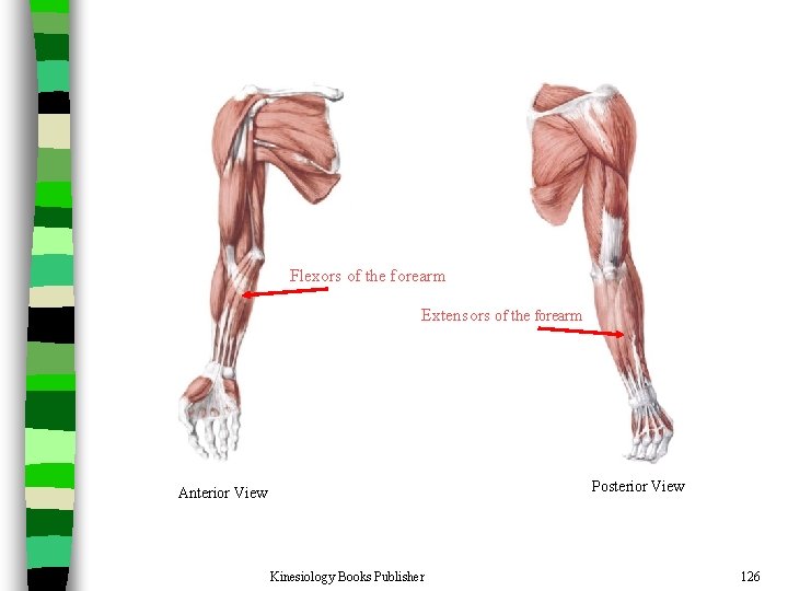 Flexors of the forearm Extensors of the forearm Posterior View Anterior View Kinesiology Books