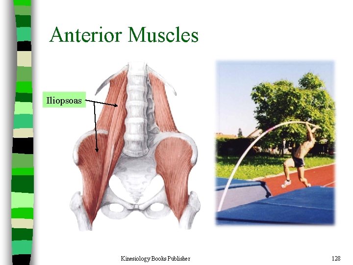Anterior Muscles Iliopsoas Kinesiology Books Publisher 128 