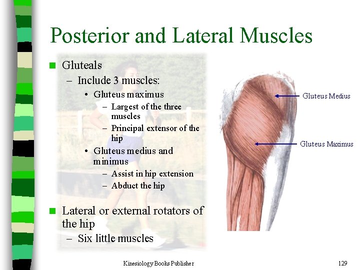 Posterior and Lateral Muscles n Gluteals – Include 3 muscles: • Gluteus maximus –
