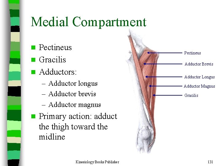 Medial Compartment Pectineus n Gracilis n Adductors: n – Adductor longus – Adductor brevis