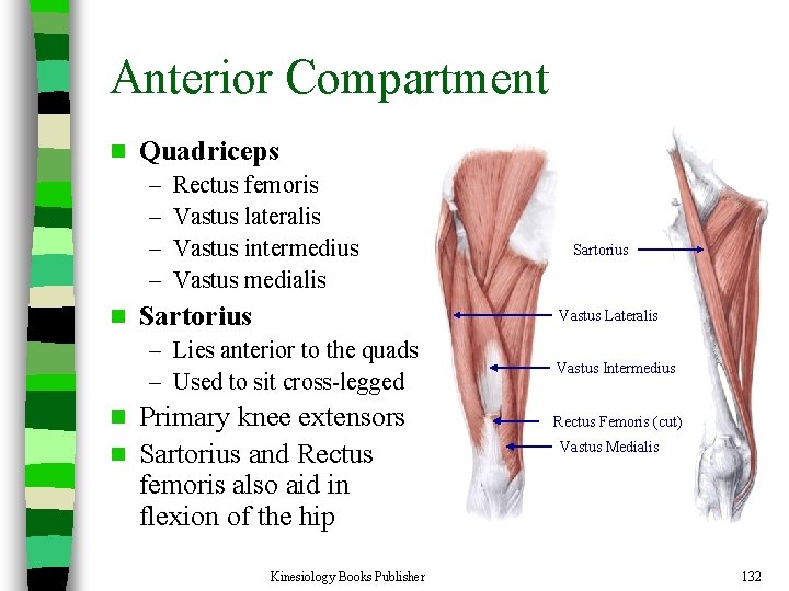Anterior Compartment n Quadriceps – – n Rectus femoris Vastus lateralis Vastus intermedius Vastus