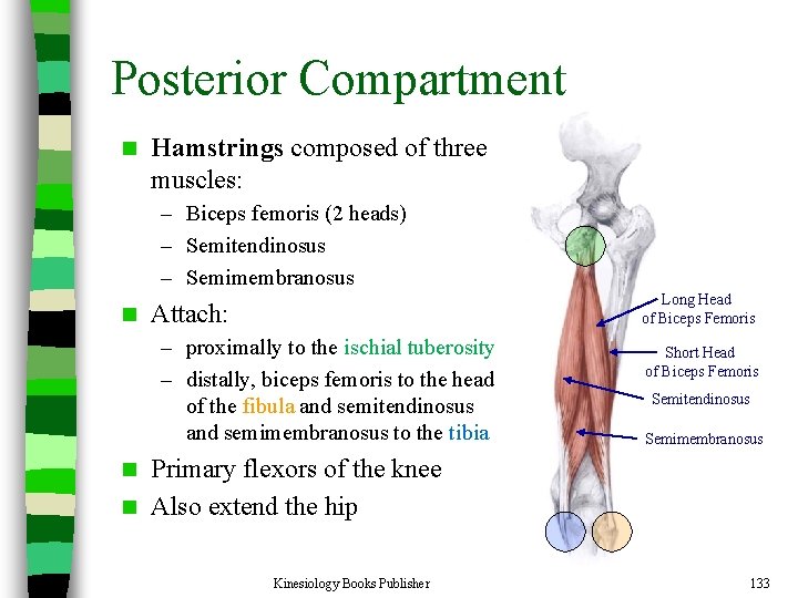 Posterior Compartment n Hamstrings composed of three muscles: – Biceps femoris (2 heads) –