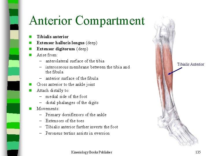 Anterior Compartment n n n n Tibialis anterior Extensor hallucis longus (deep) Extensor digitorum
