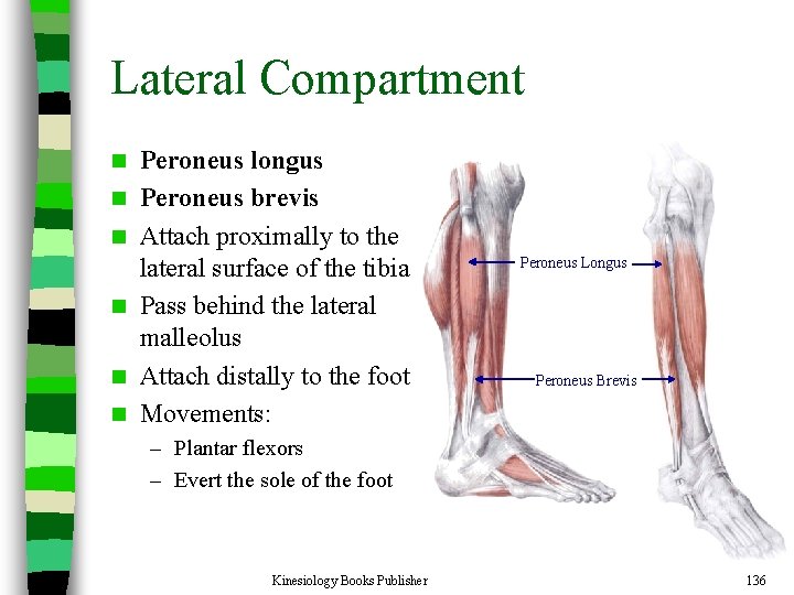 Lateral Compartment n n n Peroneus longus Peroneus brevis Attach proximally to the lateral