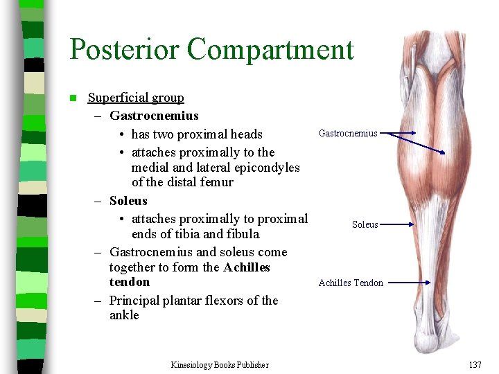 Posterior Compartment n Superficial group – Gastrocnemius • has two proximal heads • attaches