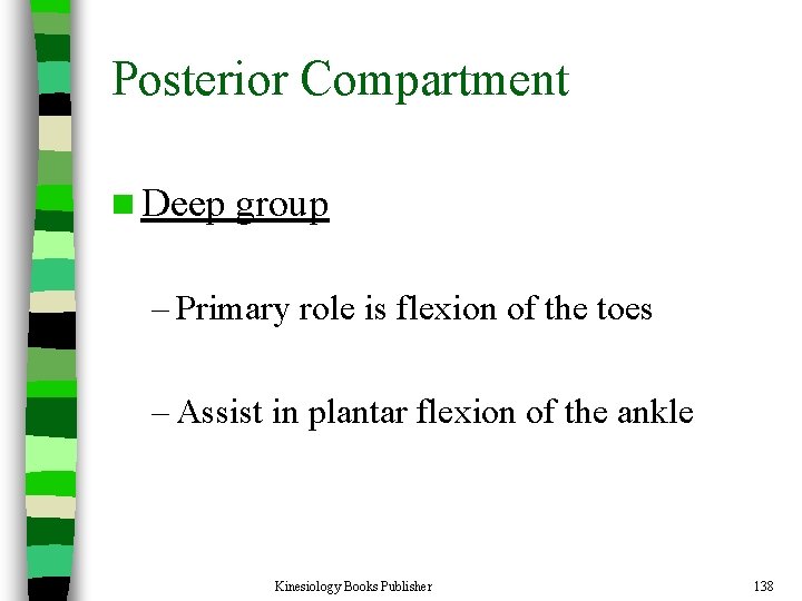 Posterior Compartment n Deep group – Primary role is flexion of the toes –