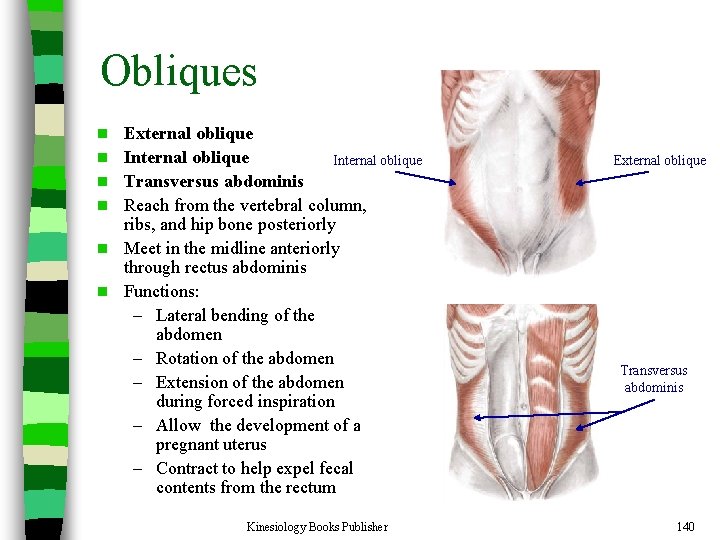Obliques n n n External oblique Internal oblique Transversus abdominis Reach from the vertebral
