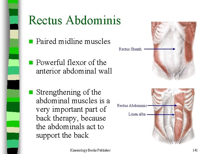 Rectus Abdominis n Paired midline muscles Rectus Sheath n Powerful flexor of the anterior