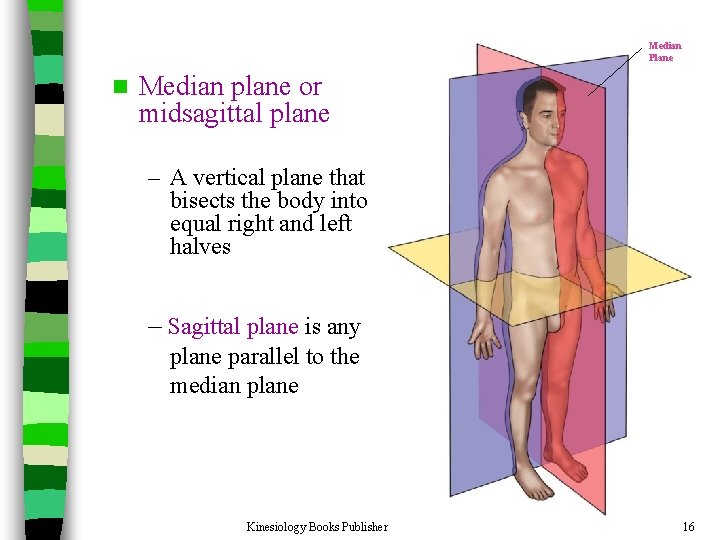 Median Plane n Median plane or midsagittal plane – A vertical plane that bisects