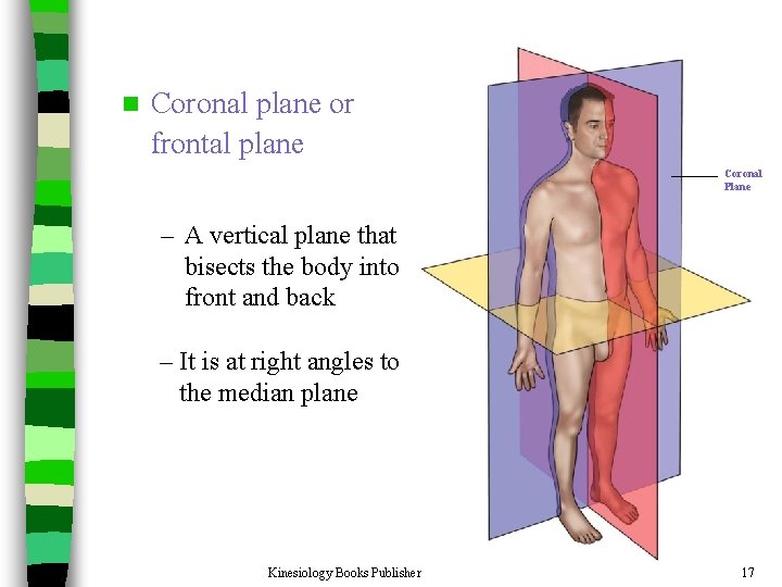 n Coronal plane or frontal plane Coronal Plane – A vertical plane that bisects