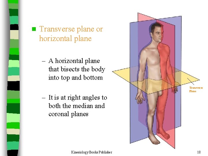 n Transverse plane or horizontal plane – A horizontal plane that bisects the body