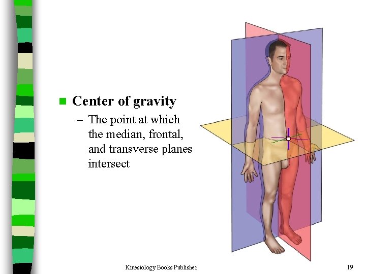 n Center of gravity – The point at which the median, frontal, and transverse