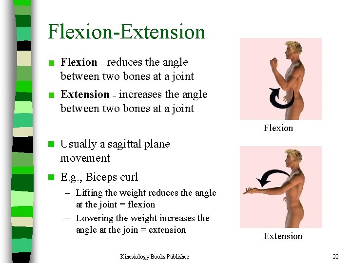 Flexion-Extension Flexion – reduces the angle between two bones at a joint Extension –
