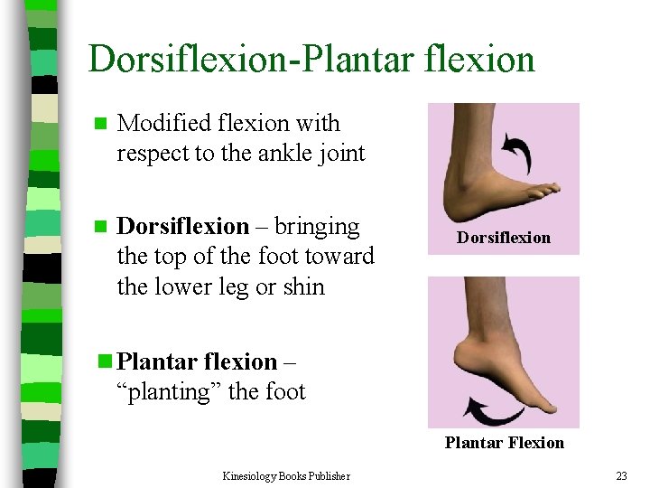 Dorsiflexion-Plantar flexion n Modified flexion with respect to the ankle joint n Dorsiflexion –