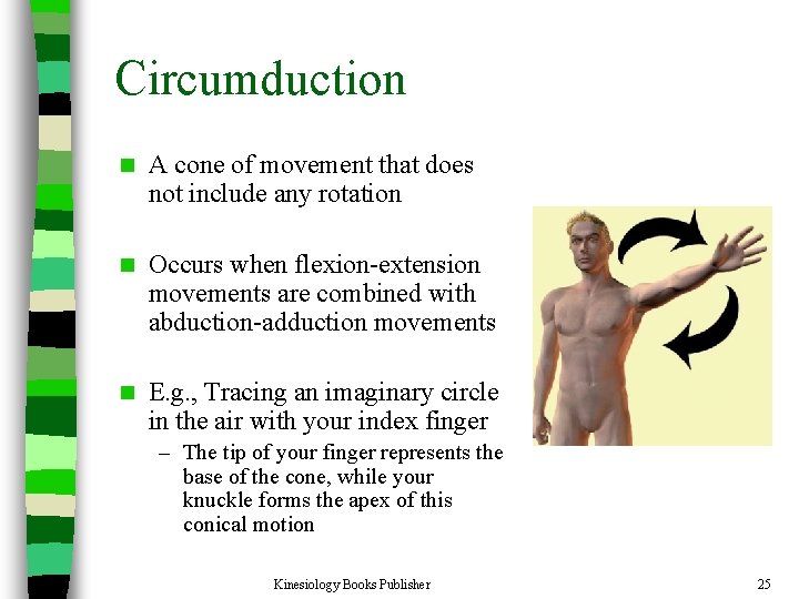 Circumduction n A cone of movement that does not include any rotation n Occurs
