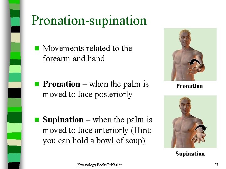 Pronation-supination n Movements related to the forearm and hand n Pronation – when the
