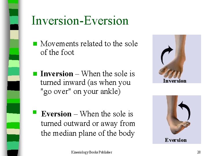 Inversion-Eversion n Movements related to the sole of the foot n Inversion – When