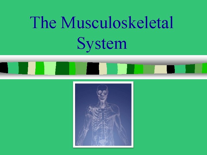 The Musculoskeletal System 