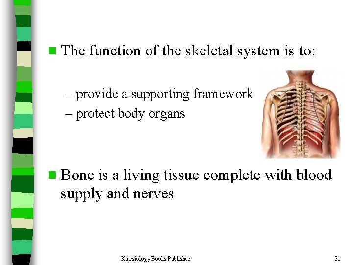 n The function of the skeletal system is to: – provide a supporting framework