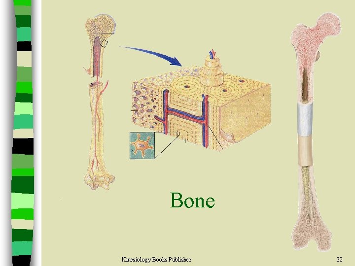 Bone Kinesiology Books Publisher 32 
