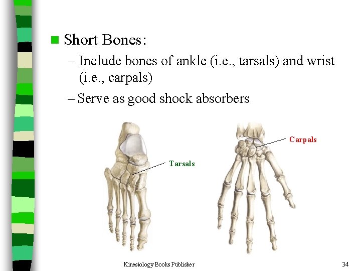 n Short Bones: – Include bones of ankle (i. e. , tarsals) and wrist