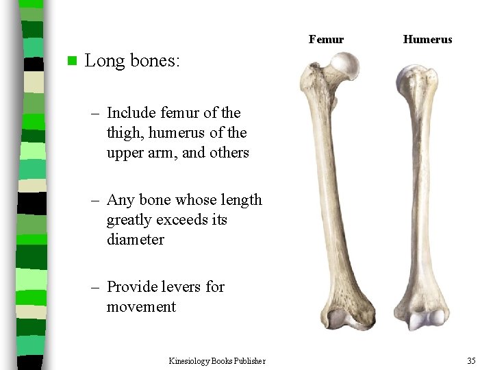 Femur n Humerus Long bones: – Include femur of the thigh, humerus of the