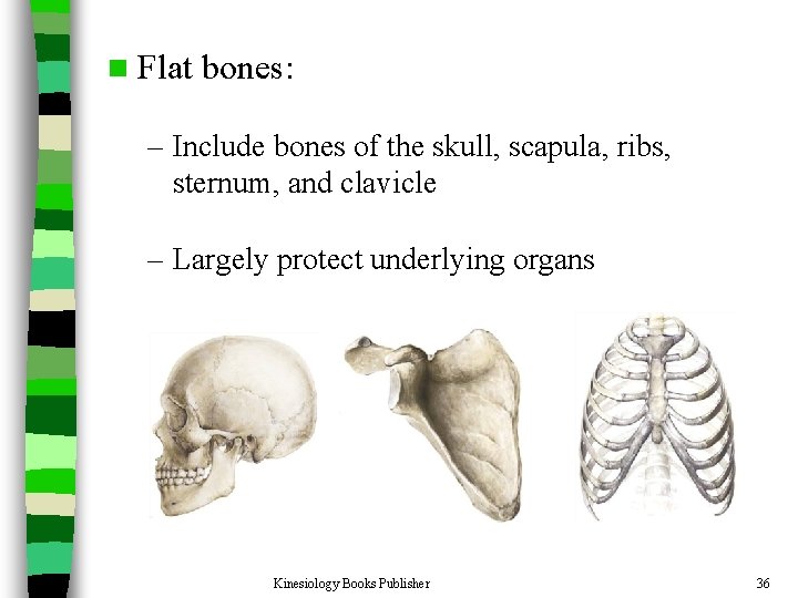 n Flat bones: – Include bones of the skull, scapula, ribs, sternum, and clavicle