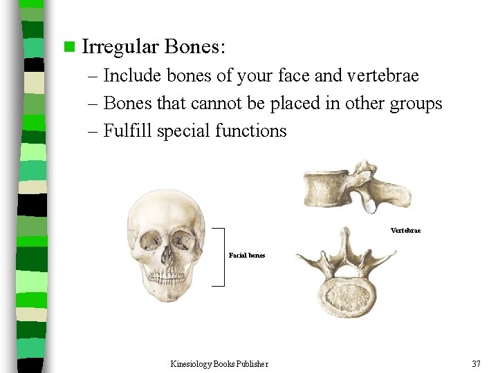 n Irregular Bones: – Include bones of your face and vertebrae – Bones that