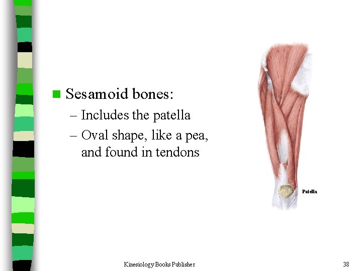 n Sesamoid bones: – Includes the patella – Oval shape, like a pea, and