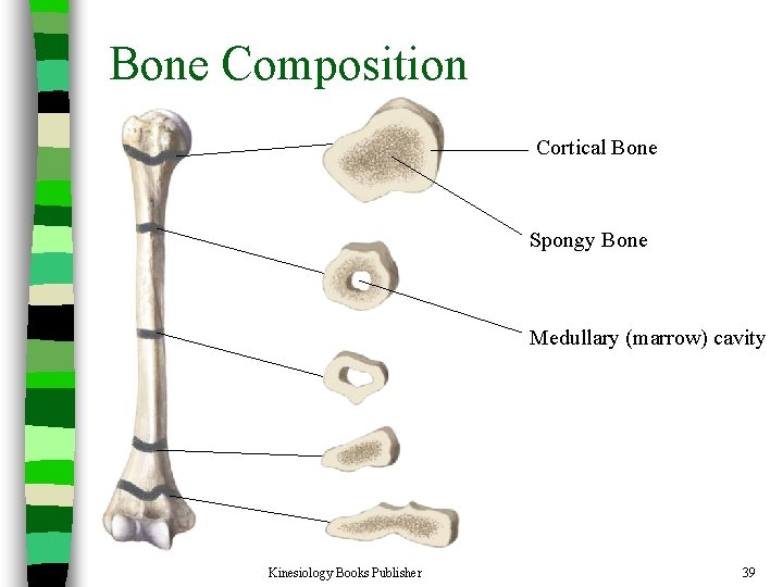 Bone Composition n Bone is very strong for its relatively light weight n The