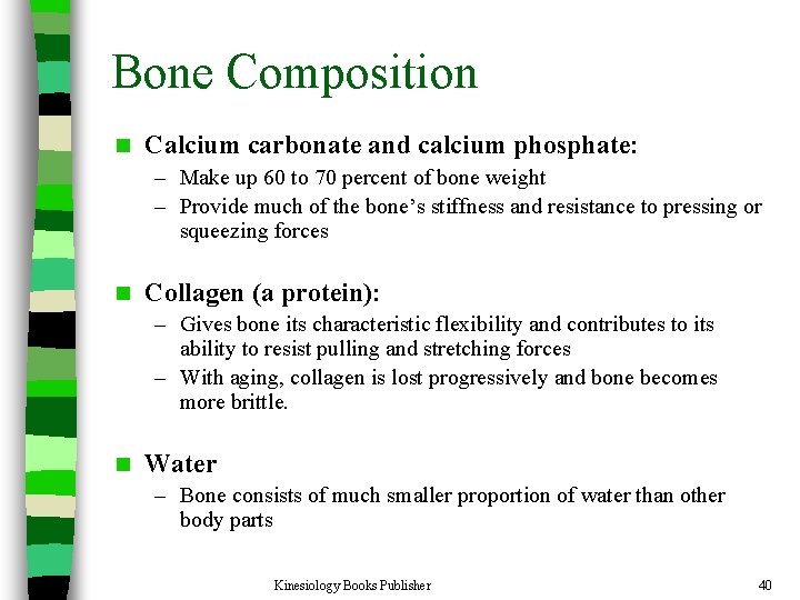 Bone Composition n Calcium carbonate and calcium phosphate: – Make up 60 to 70