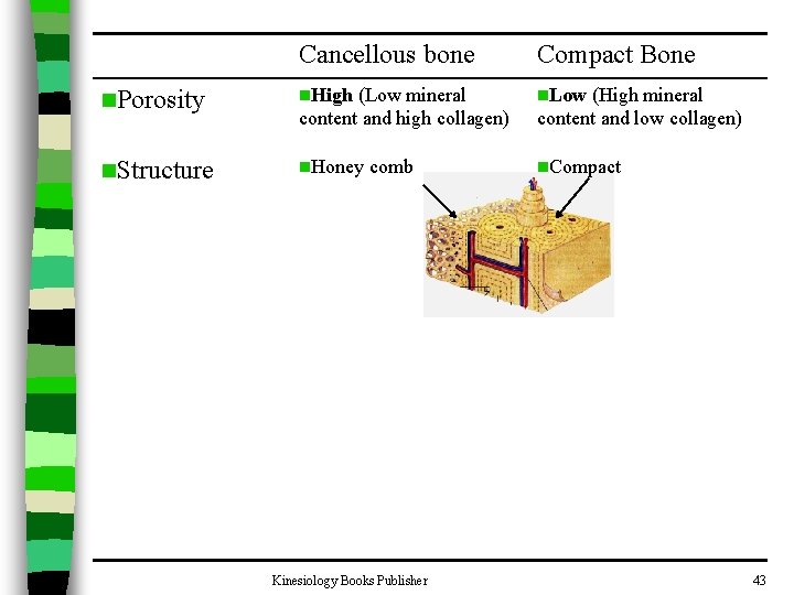 Cancellous bone Compact Bone n. Porosity n. High (Low mineral content and high collagen)