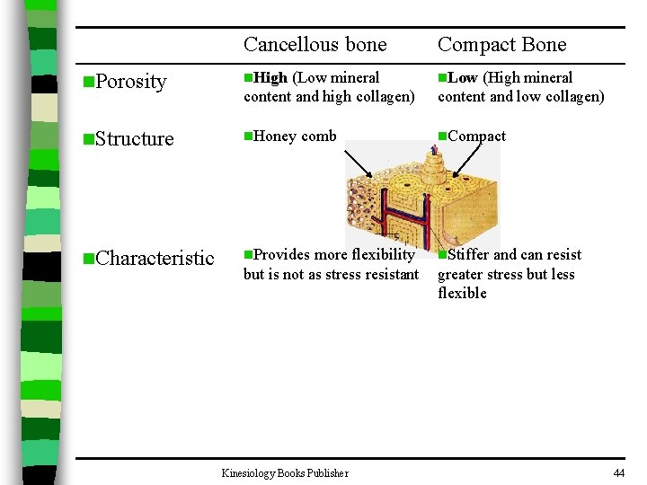 Cancellous bone Compact Bone n. Porosity n. High (Low mineral content and high collagen)