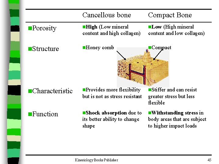 Cancellous bone Compact Bone n. Porosity n. High (Low mineral content and high collagen)
