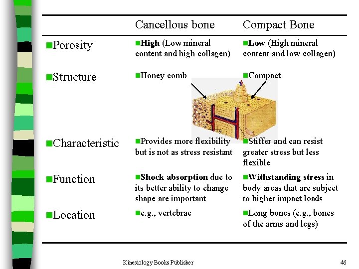 Cancellous bone Compact Bone n. Porosity n. High (Low mineral content and high collagen)