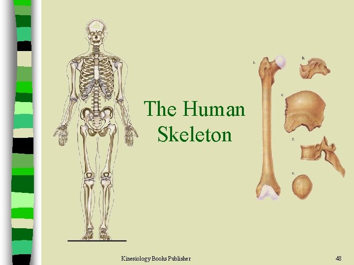 The Human Skeleton Kinesiology Books Publisher 48 