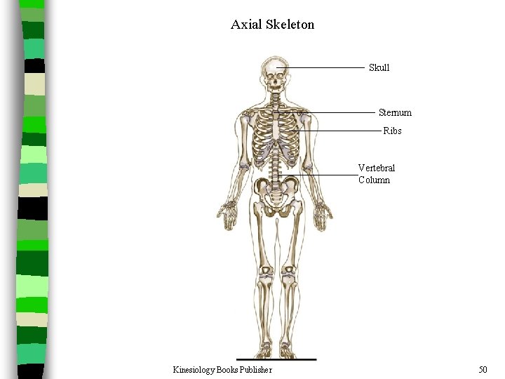 Axial Skeleton Skull Sternum Ribs Vertebral Column Kinesiology Books Publisher 50 