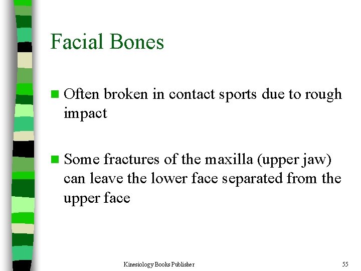 Facial Bones n Often broken in contact sports due to rough impact n Some