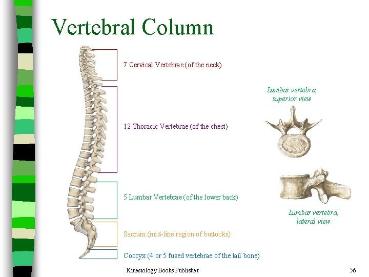 Vertebral Column 7 Cervical Vertebrae (of the neck) Lumbar vertebra, superior view 12 Thoracic
