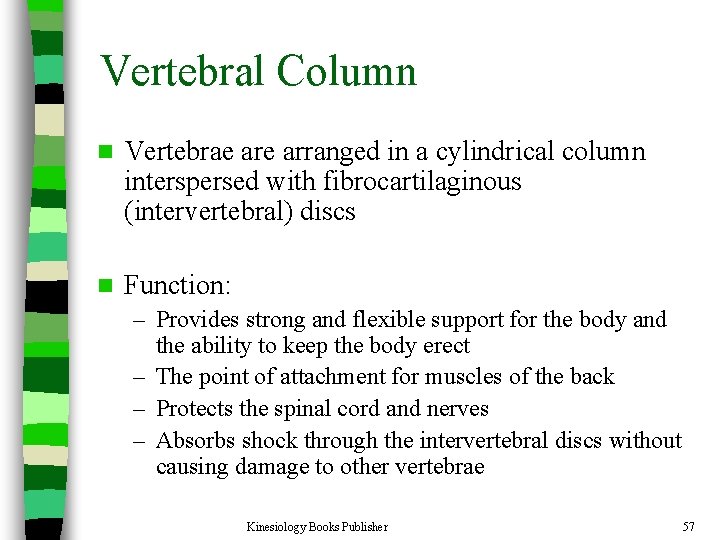 Vertebral Column n Vertebrae arranged in a cylindrical column interspersed with fibrocartilaginous (intervertebral) discs