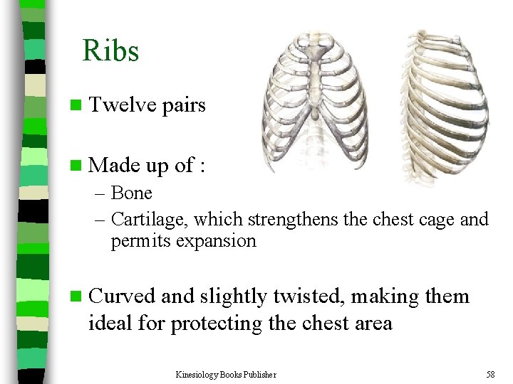 Ribs n Twelve n Made pairs up of : – Bone – Cartilage, which
