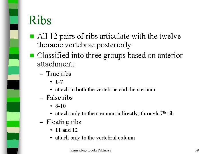 Ribs All 12 pairs of ribs articulate with the twelve thoracic vertebrae posteriorly n