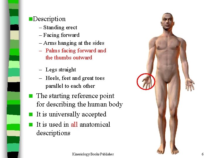 n. Description – Standing erect – Facing forward – Arms hanging at the sides