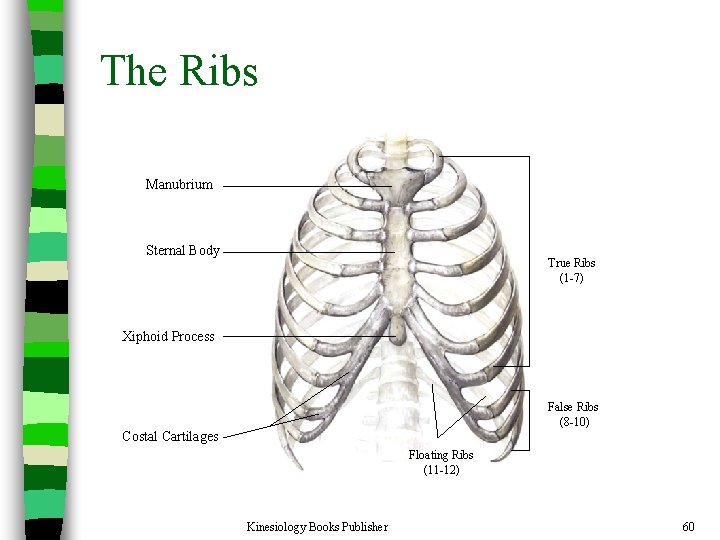 The Ribs Manubrium Sternal Body True Ribs (1 -7) Xiphoid Process False Ribs (8