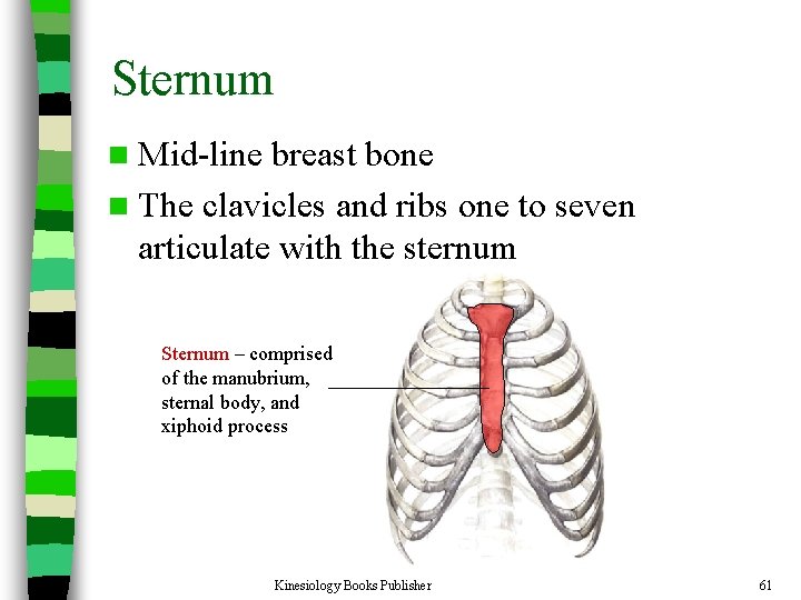 Sternum n Mid-line breast bone n The clavicles and ribs one to seven articulate